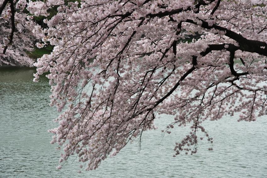 千鳥ヶ淵の桜2_a0263109_17250858.jpg