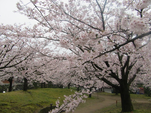 新居浜市・広瀬公園のソメイヨシノ桜と重要文化財旧広瀬邸…2017/4/7_f0231709_0165359.jpg