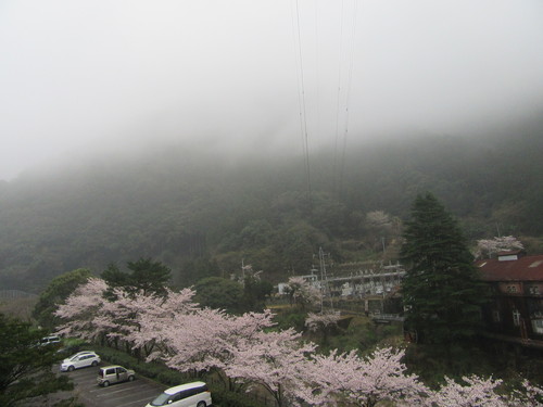 マイントピア別子も桜満開…2017/4/7_f0231709_143848.jpg