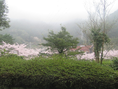 マイントピア別子も桜満開…2017/4/7_f0231709_1553459.jpg