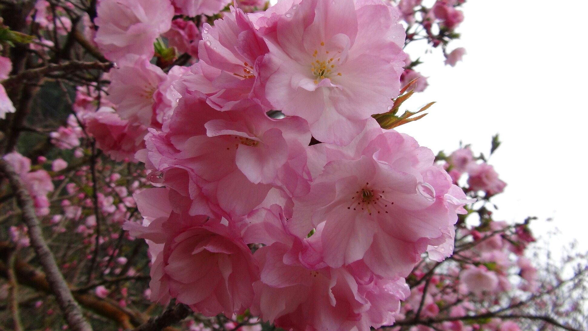 牡丹桜 ぼたんざくら も咲き 田植え開始 17 4 8 徳ちゃん便り