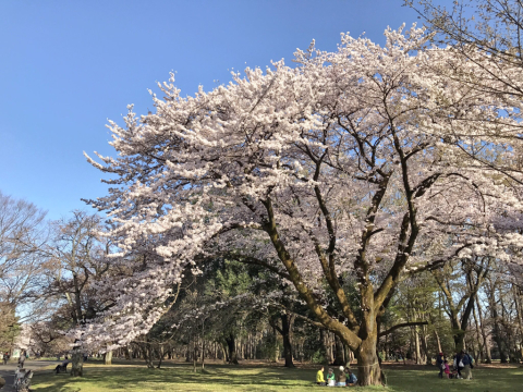 さくっとお花見_f0232910_09382623.jpg