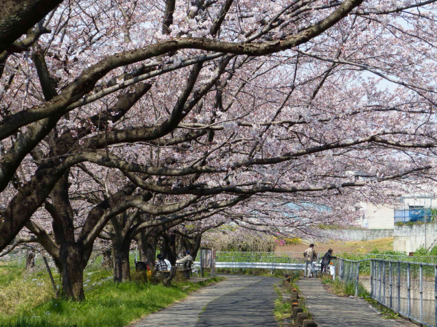 SAKURA2017 _f0296312_00310717.jpg