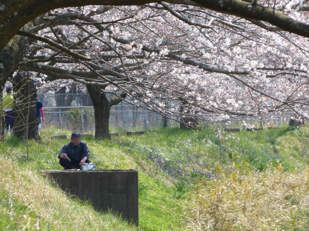 SAKURA2017 _f0296312_00475625.jpg
