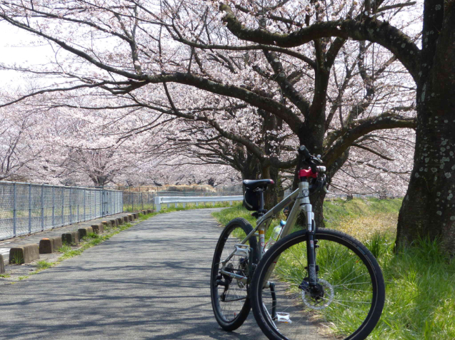 SAKURA2017 _f0296312_00475787.jpg