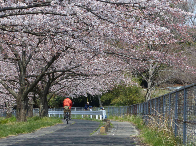 SAKURA2017 _f0296312_01192203.jpg