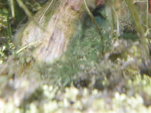 c0337613_11590612.jpg
