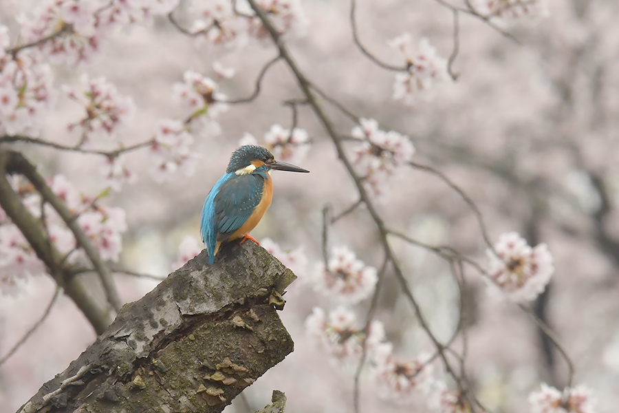 170408 小雨曇り・桜池に_c0278820_1817473.jpg