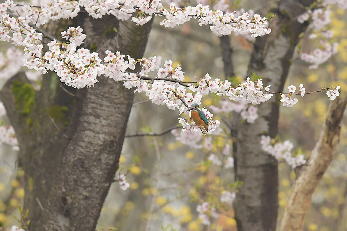 170408 小雨曇り・桜池に_c0278820_184858.jpg