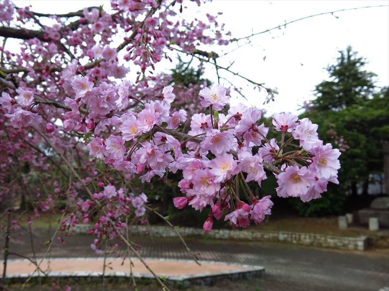 大理公園の桜_e0366721_22392250.jpg