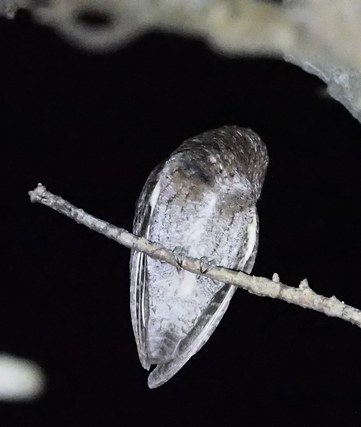 c0369423_23295833.jpg