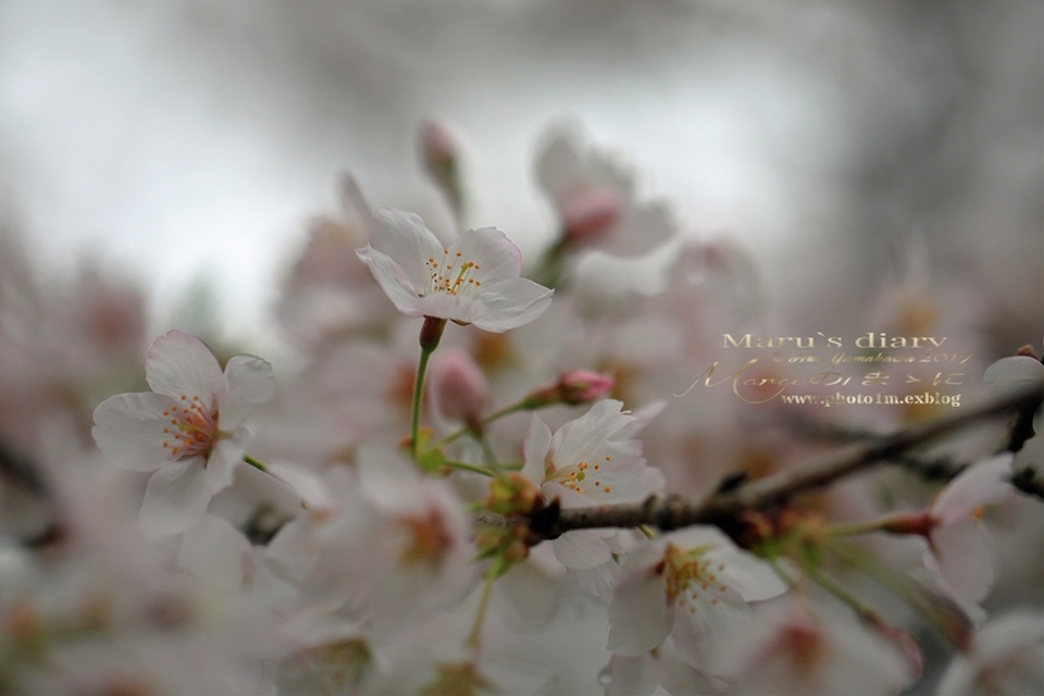 まゝに/里山歩き/六道山公園1_d0342426_22482184.jpg