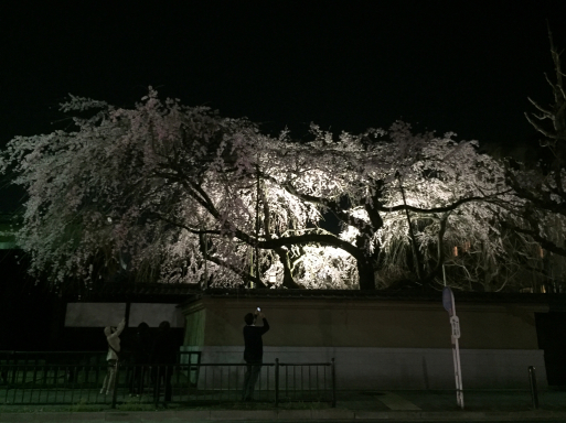 旧有栖川邸の桜_c0223630_12463324.jpg