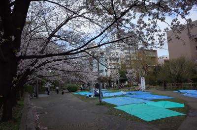 桜が咲くと雨が降る もるとゆらじお 桜が咲くと雨が降る もるとゆらじお