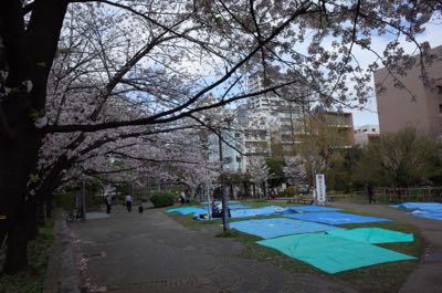 桜が咲くと雨が降る_f0132230_1136073.jpg