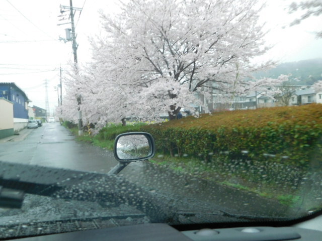 京都桜情報2017　04/08　醍醐寺満開_d0106134_23145640.jpg