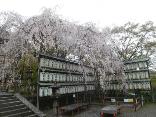 京都桜情報2017　04/08　醍醐寺満開_d0106134_23225346.jpg