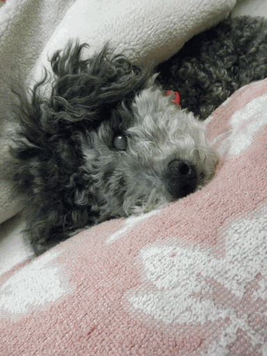c0136736_22030222.gif
