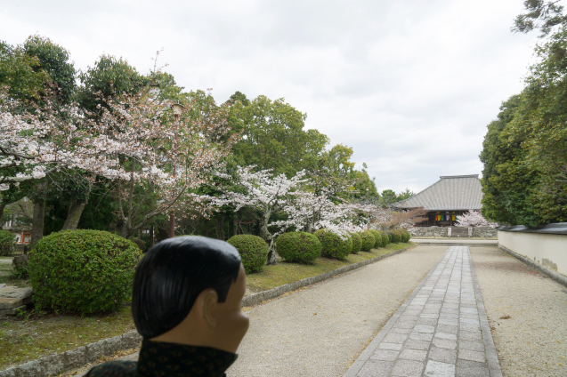 チャーリーのさくら便り2017：その10〜西大寺_e0369736_08120123.jpg