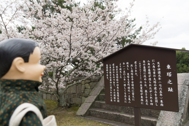 チャーリーのさくら便り2017：その10〜西大寺_e0369736_08123282.jpg