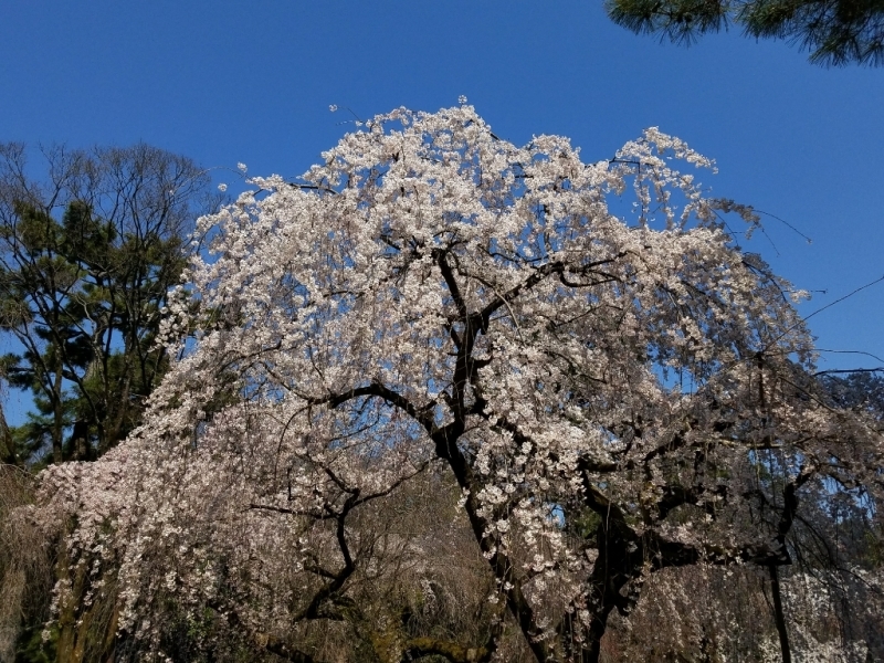 さくら～京都御苑_f0330437_07074634.jpg