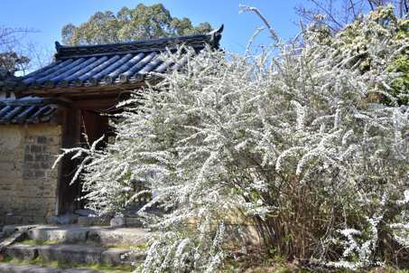海龍王寺のユキヤナギー打ち寄せる“白い波”        今日は“花まつり”_a0100742_10113008.jpg