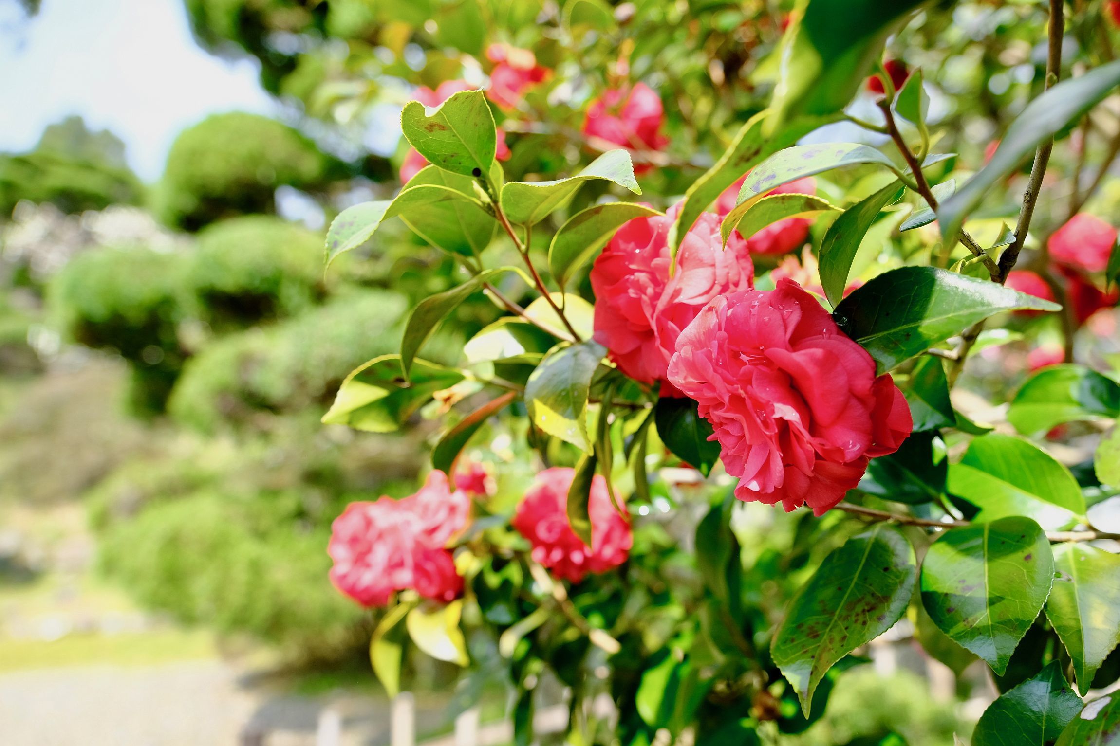 重要文化財 【本芳我家住宅】 画像_b0212342_11433806.jpg