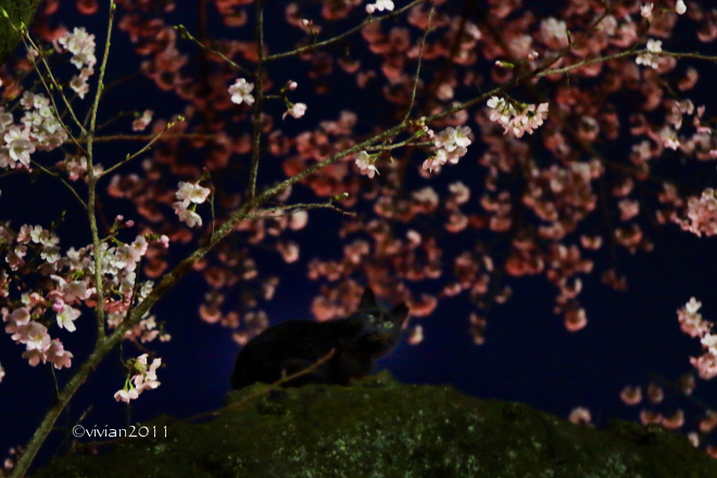 夜桜見物 in 八幡山公園_e0227942_21433156.jpg