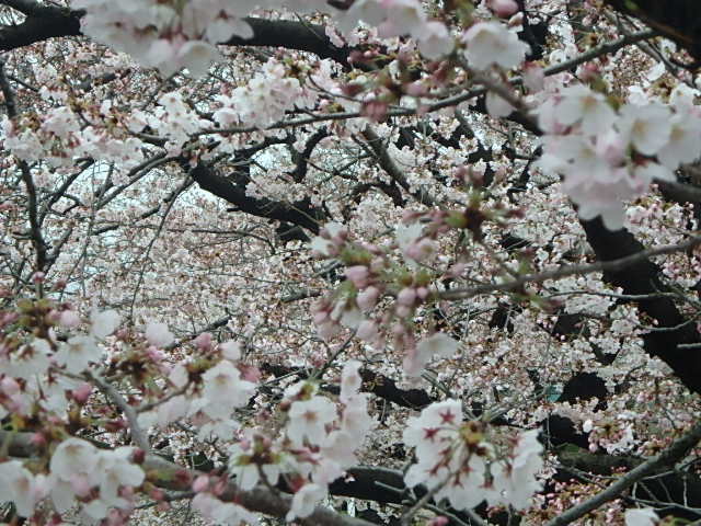 f0334143_7431426.jpg
