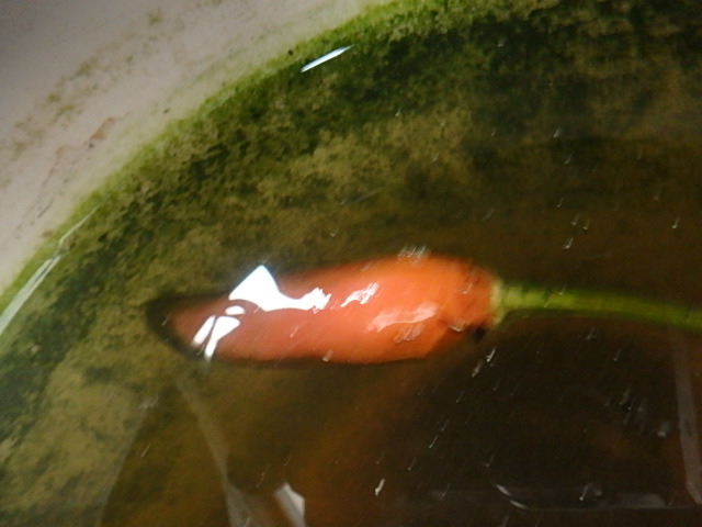 f0334143_748924.jpg
