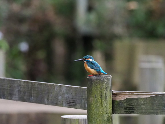 鶴見川のカワセミ_a0161745_548810.jpg