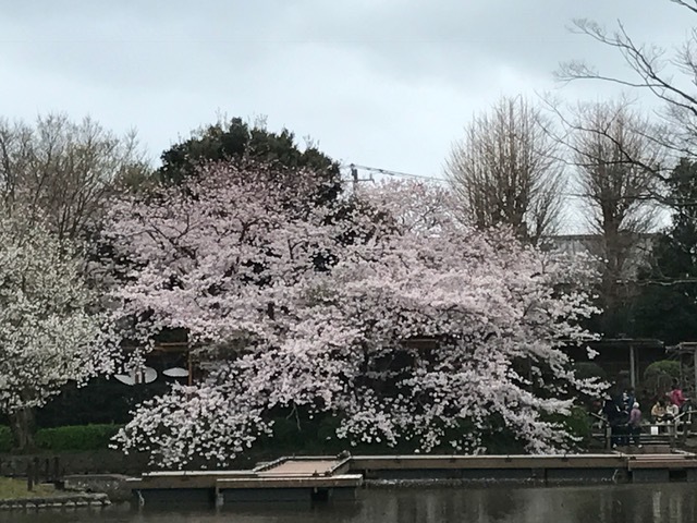 鎌倉逗子　桜巡り_c0343447_08062548.jpg