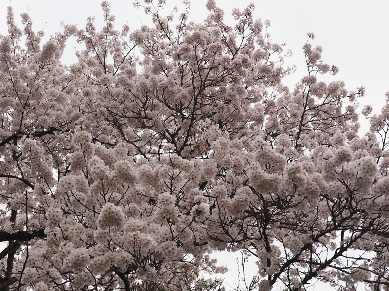 桜2017　電信桜_f0169147_21145589.jpg