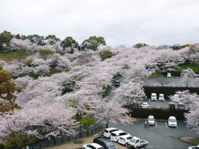 菊池神社、平成29年の菊池公園の桜の見ごろは明日(4月8日)です！　桜photoコレクション 2017_a0254656_16530792.jpg