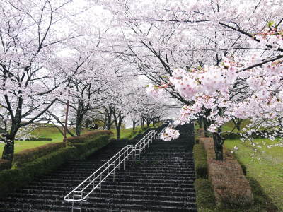 菊池神社、平成29年の菊池公園の桜の見ごろは明日(4月8日)です！　桜photoコレクション 2017_a0254656_17133702.jpg