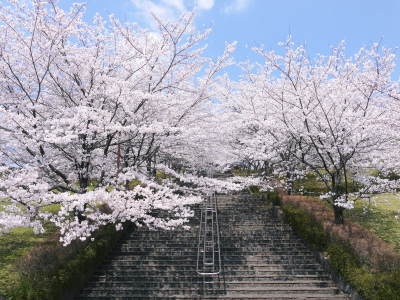 菊池神社、平成29年の菊池公園の桜の見ごろは明日(4月8日)です! 桜photoコレクション 2017_a0254656_17285153.jpg