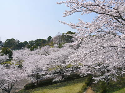 菊池神社、平成29年の菊池公園の桜の見ごろは明日(4月8日)です！　桜photoコレクション 2017_a0254656_17290798.jpg