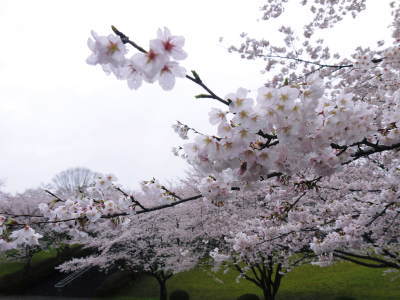 菊池神社、平成29年の菊池公園の桜の見ごろは明日(4月8日)です！　桜photoコレクション 2017_a0254656_17340115.jpg