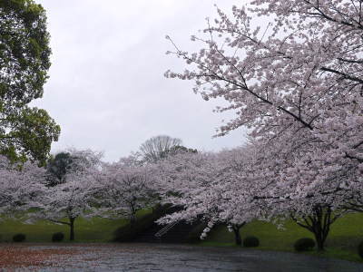 菊池神社、平成29年の菊池公園の桜の見ごろは明日(4月8日)です！　桜photoコレクション 2017_a0254656_17351508.jpg