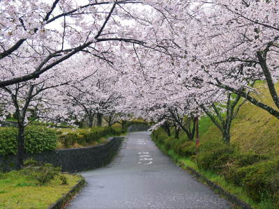 菊池神社、平成29年の菊池公園の桜の見ごろは明日(4月8日)です！　桜photoコレクション 2017_a0254656_17371740.jpg