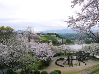 菊池神社、平成29年の菊池公園の桜の見ごろは明日(4月8日)です! 桜photoコレクション 2017_a0254656_17441935.jpg