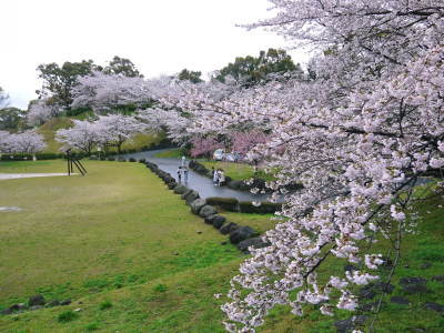 菊池神社、平成29年の菊池公園の桜の見ごろは明日(4月8日)です！　桜photoコレクション 2017_a0254656_17460504.jpg
