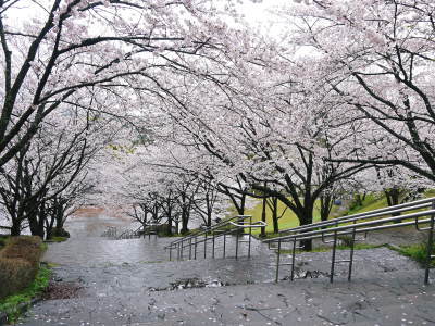 菊池神社、平成29年の菊池公園の桜の見ごろは明日(4月8日)です！　桜photoコレクション 2017_a0254656_17534911.jpg