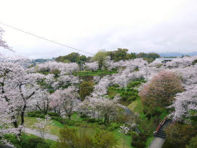 菊池神社、平成29年の菊池公園の桜の見ごろは明日(4月8日)です! 桜photoコレクション 2017_a0254656_17570357.jpg