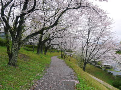菊池神社、平成29年の菊池公園の桜の見ごろは明日(4月8日)です！　桜photoコレクション 2017_a0254656_18005812.jpg