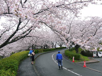 菊池神社、平成29年の菊池公園の桜の見ごろは明日(4月8日)です！　桜photoコレクション 2017_a0254656_18034981.jpg