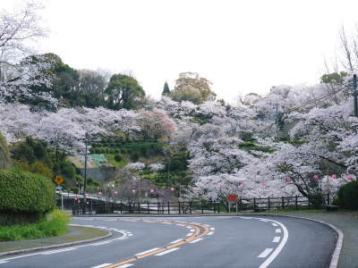 菊池神社、平成29年の菊池公園の桜の見ごろは明日(4月8日)です！　桜photoコレクション 2017_a0254656_18183972.jpg