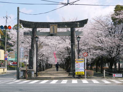 菊池神社、平成29年の菊池公園の桜の見ごろは明日(4月8日)です！　桜photoコレクション 2017_a0254656_18230951.jpg