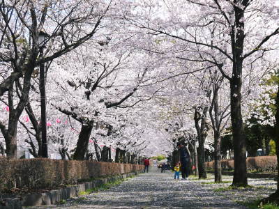 菊池神社、平成29年の菊池公園の桜の見ごろは明日(4月8日)です！　桜photoコレクション 2017_a0254656_18245763.jpg