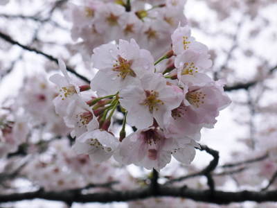 菊池神社、平成29年の菊池公園の桜の見ごろは明日(4月8日)です！　桜photoコレクション 2017_a0254656_18360568.jpg